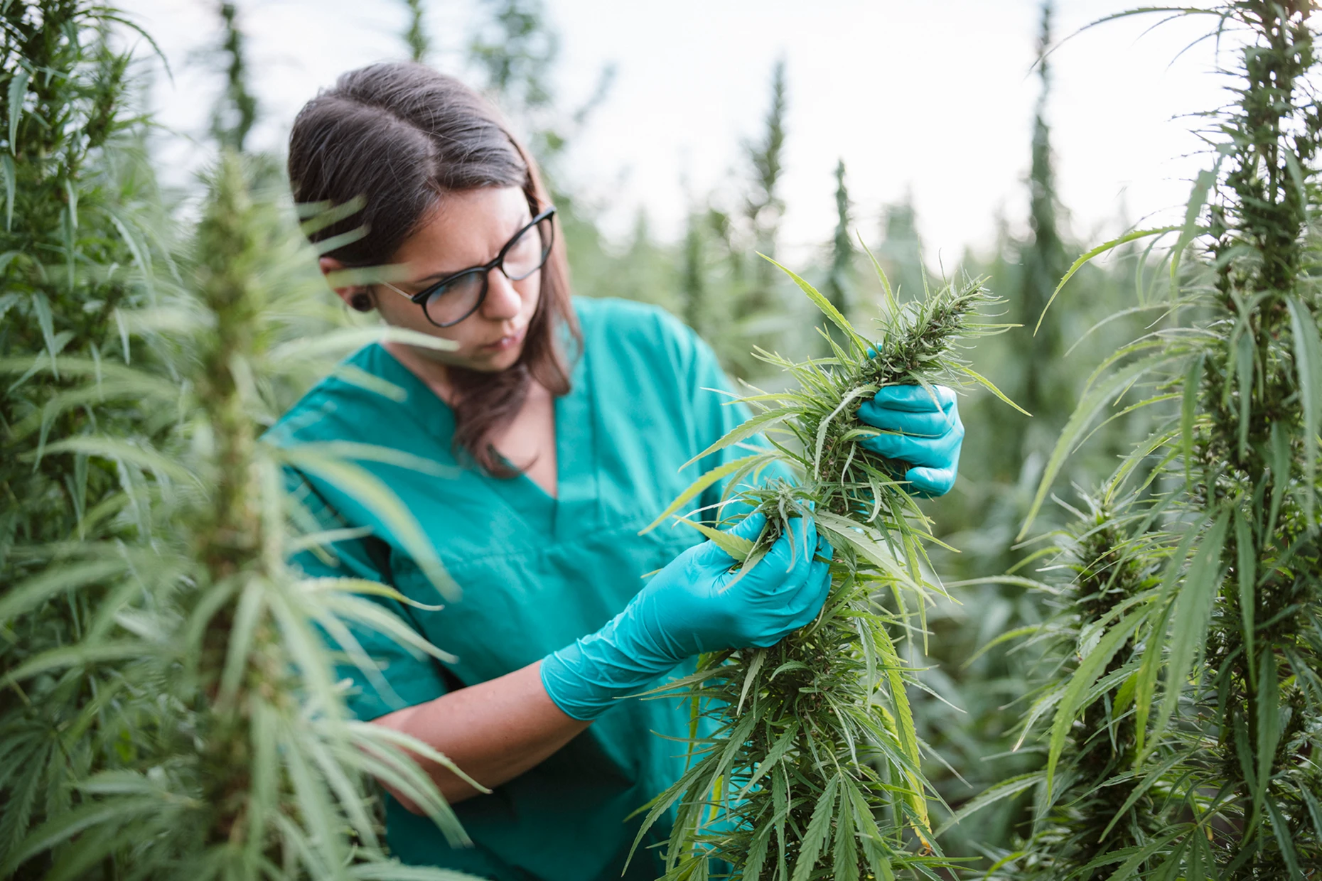 Agricultural worker in hemp cultivation area