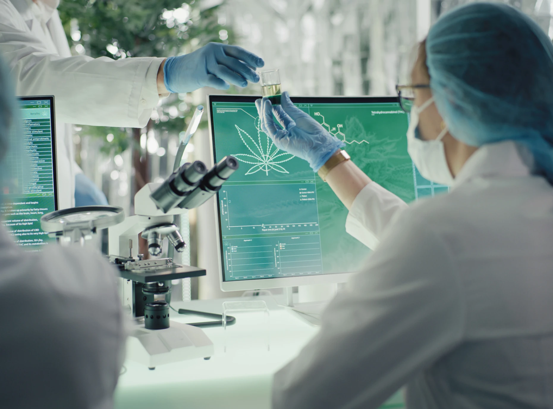 Scientists analyzing cannabis in laboratory