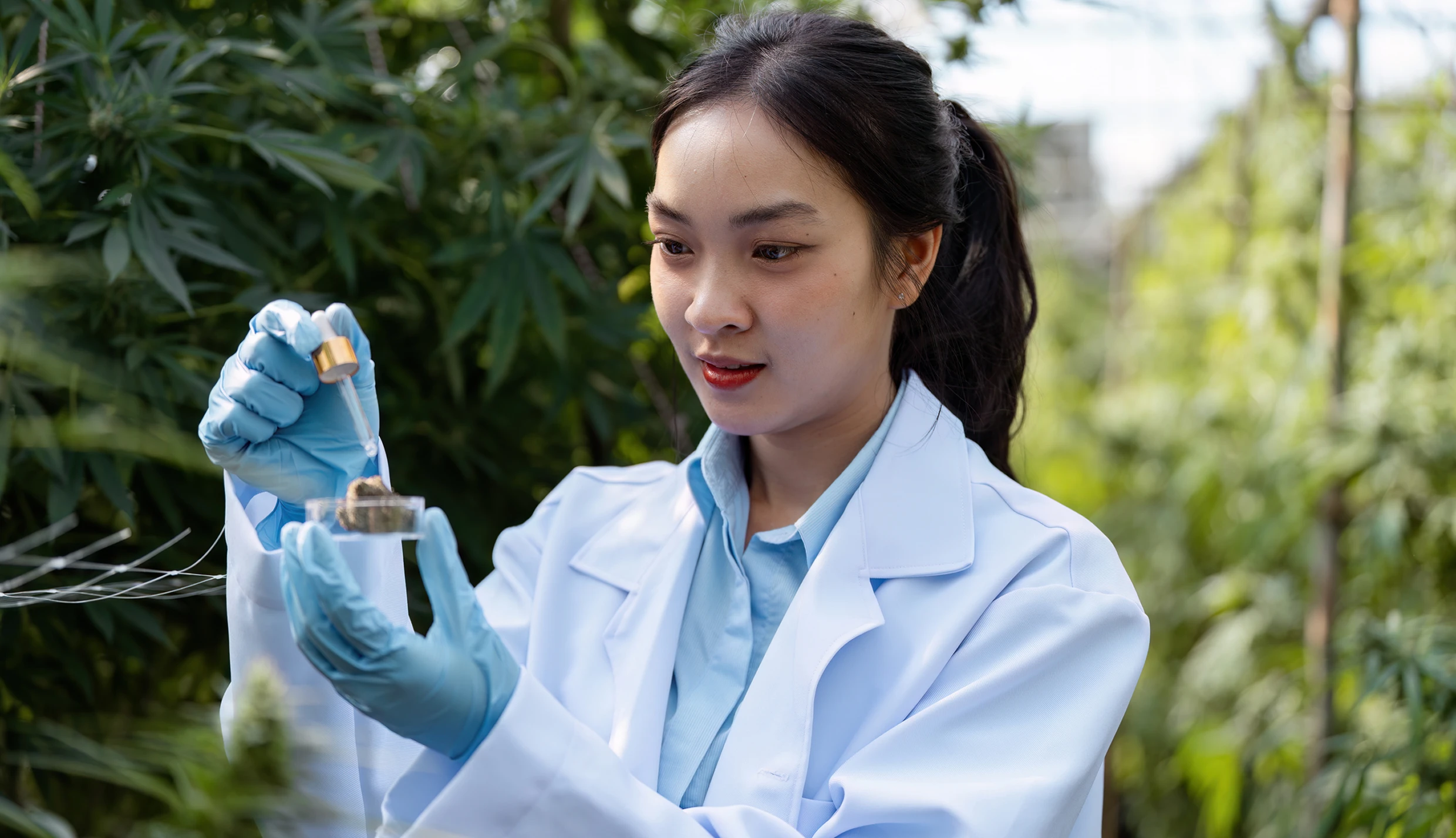 Researcher analyzing cannabis plants outdoors