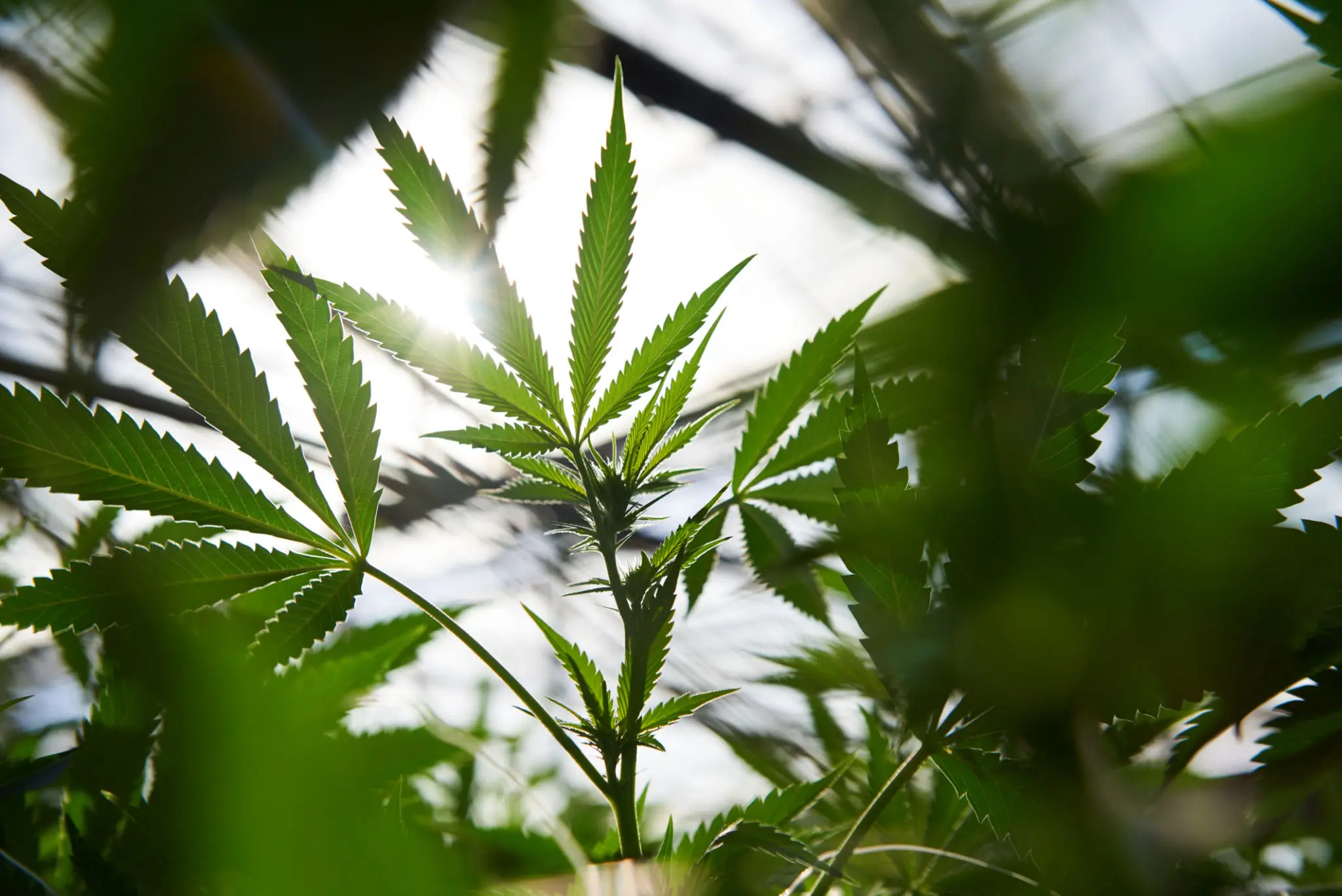 Bright sun shining on cannabis foliage