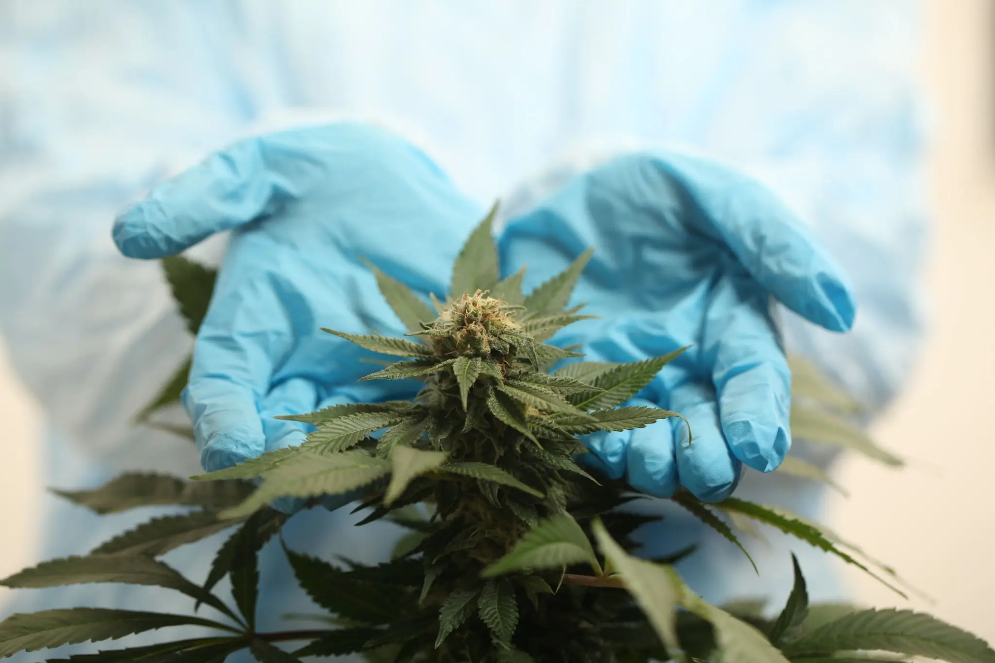 Scientist examining cannabis leaves