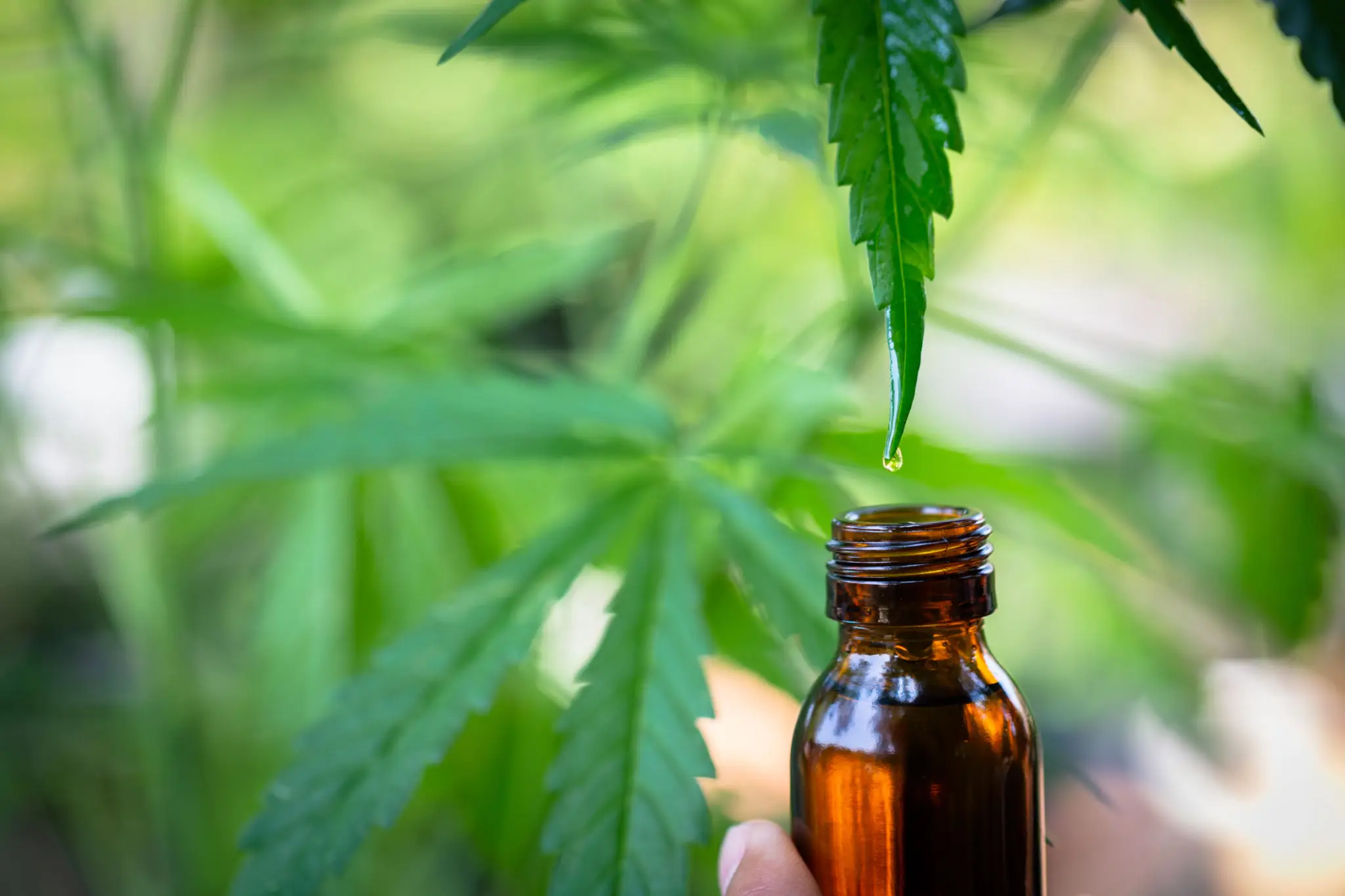 Hemp leaf with drop above bottle
