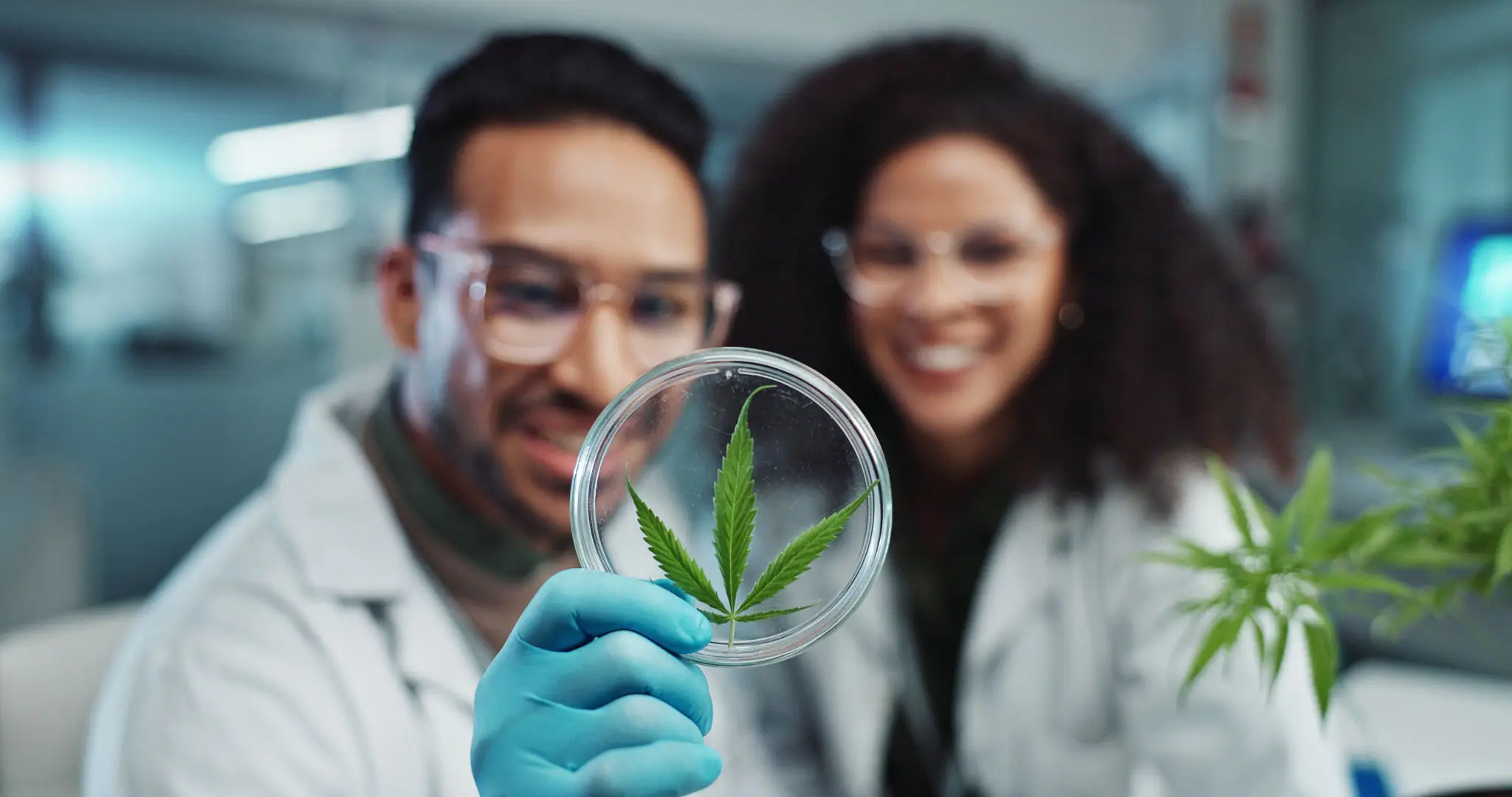 Researchers studying cannabis plant sample