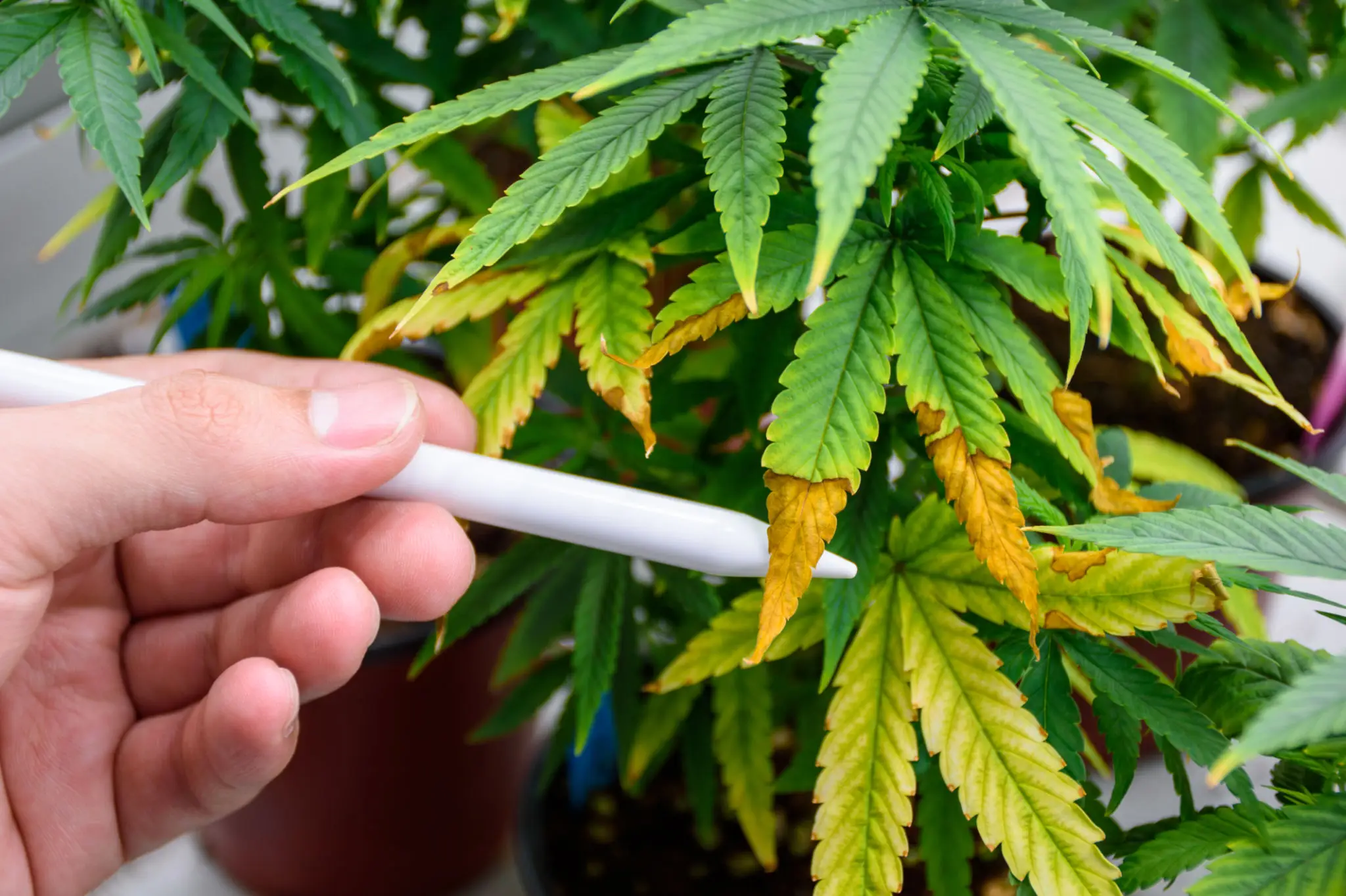 Cannabis plant with yellowing leaf tips