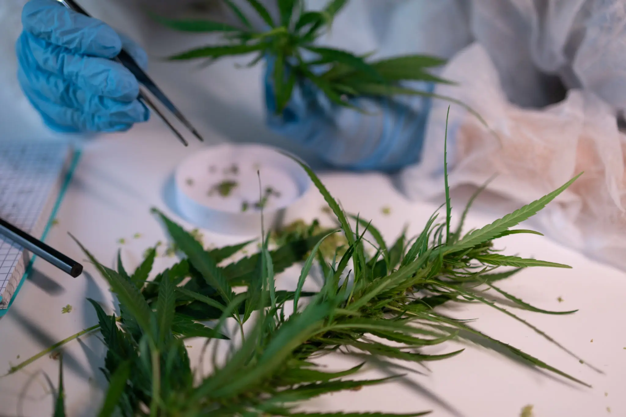 Researcher studying cannabis plant specimens