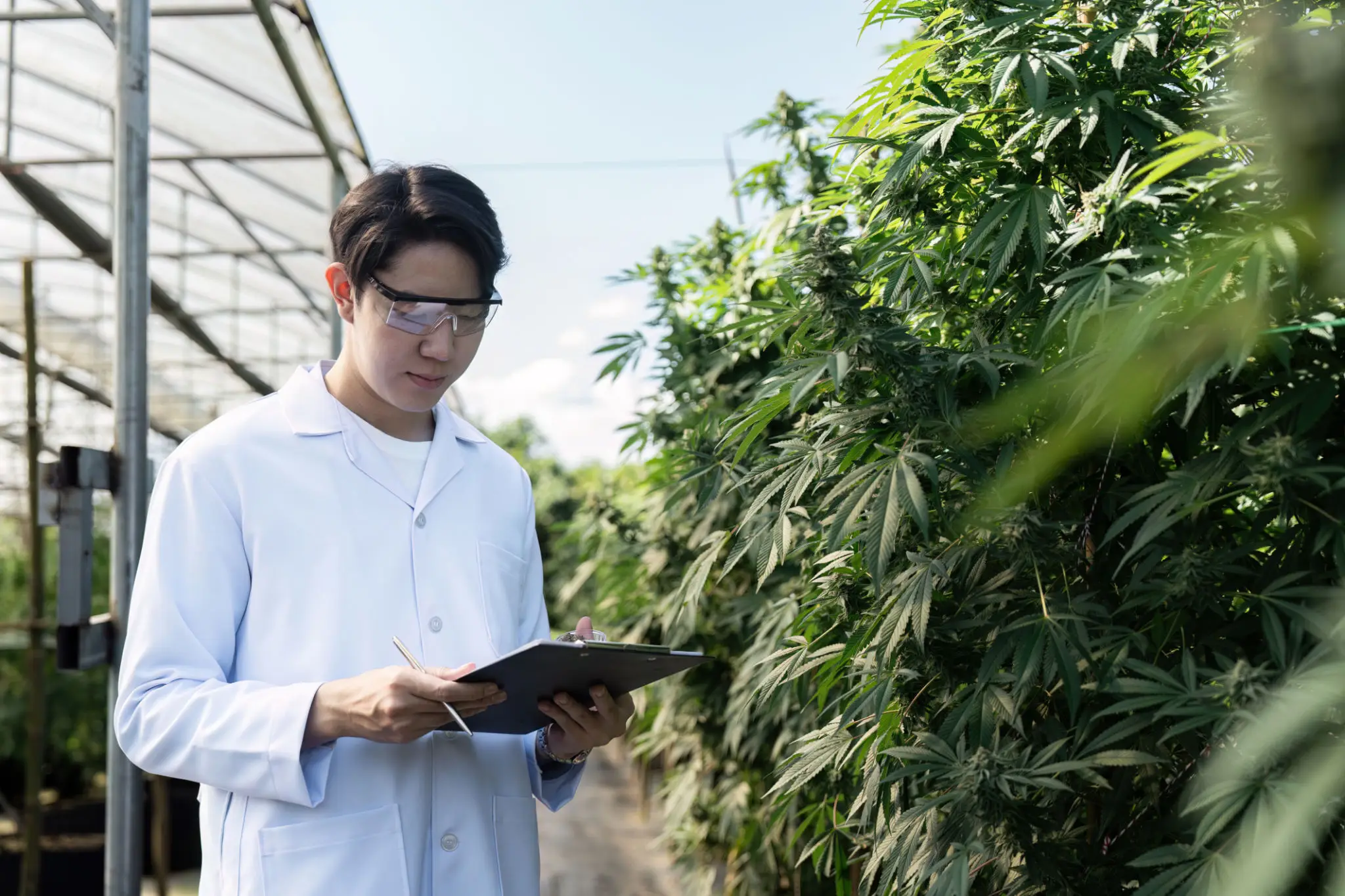 Scientist examining plants in greenhouse