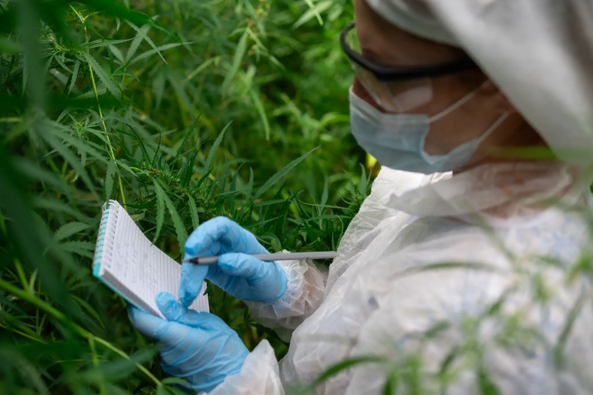 Scientist taking notes in cannabis field