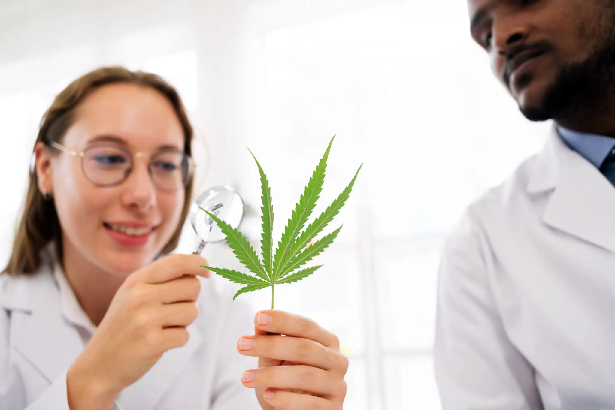 Laboratory analysis of cannabis leaf by scientists
