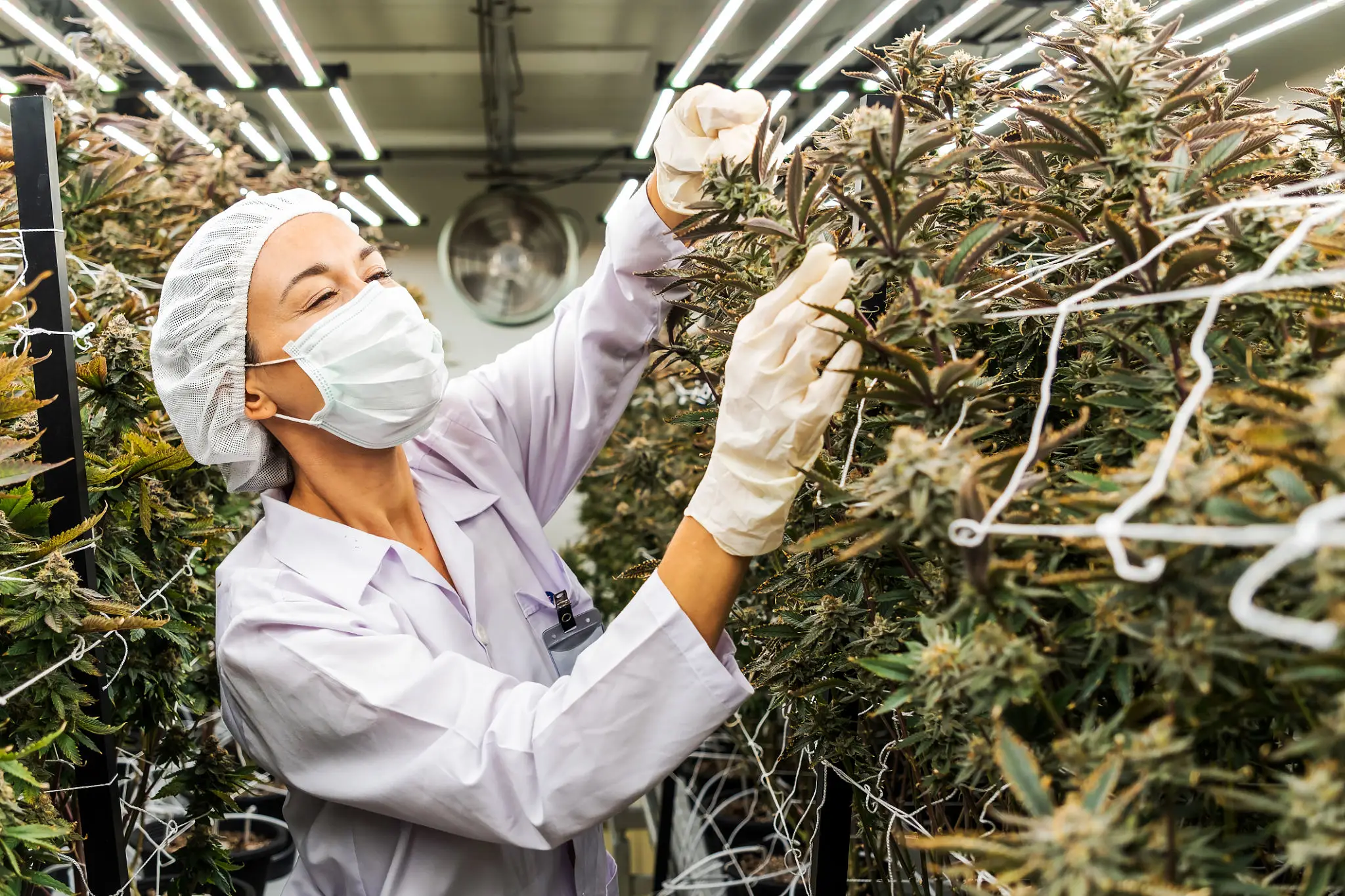 Horticulturist maintaining cannabis plants indoors