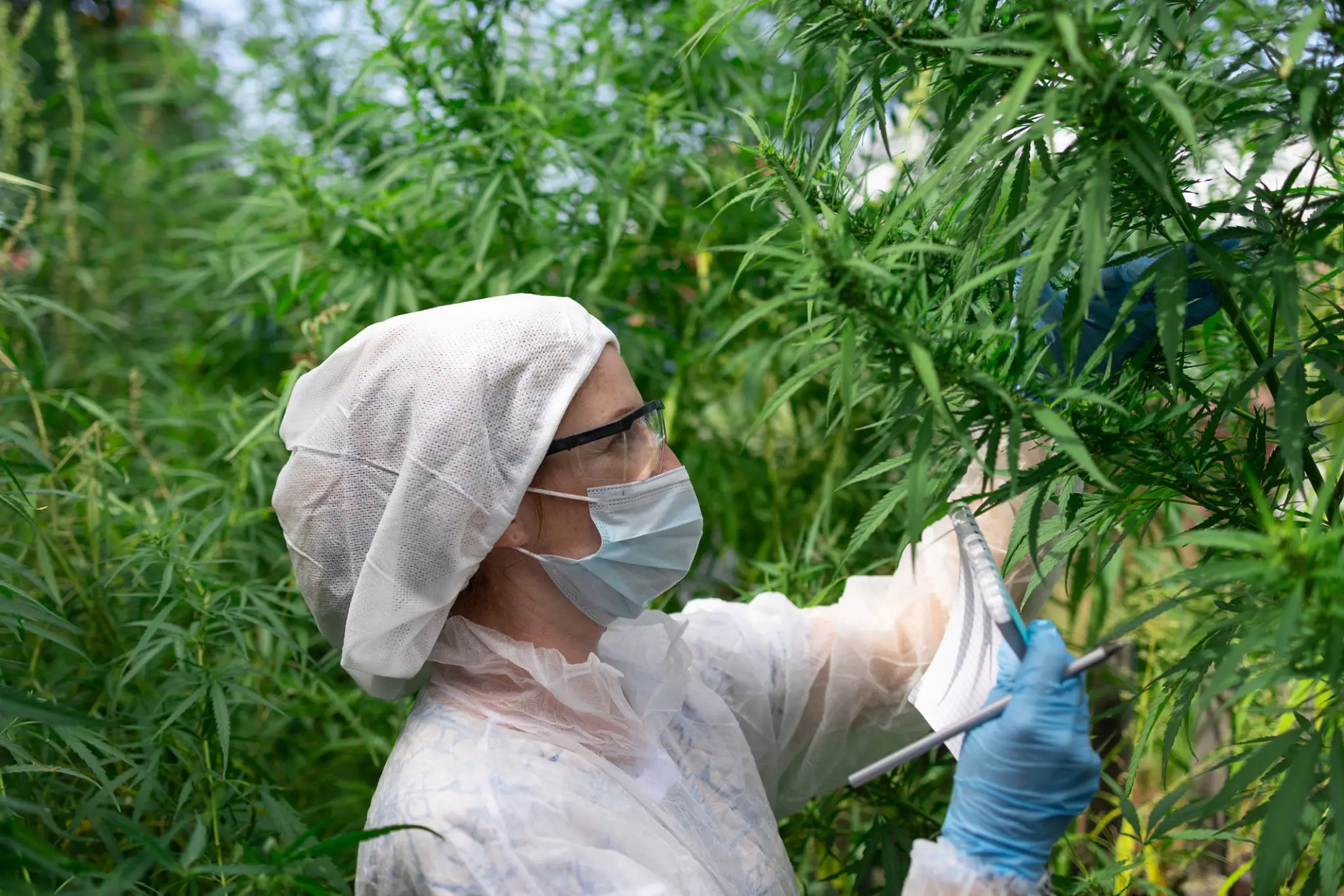 Researcher inspecting hemp leaves outdoors