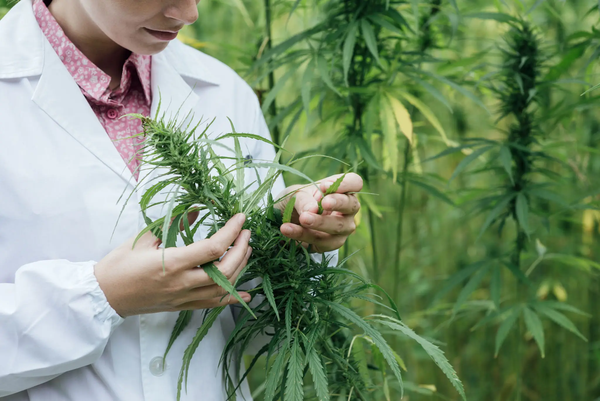 Scientist examining hemp plants in field