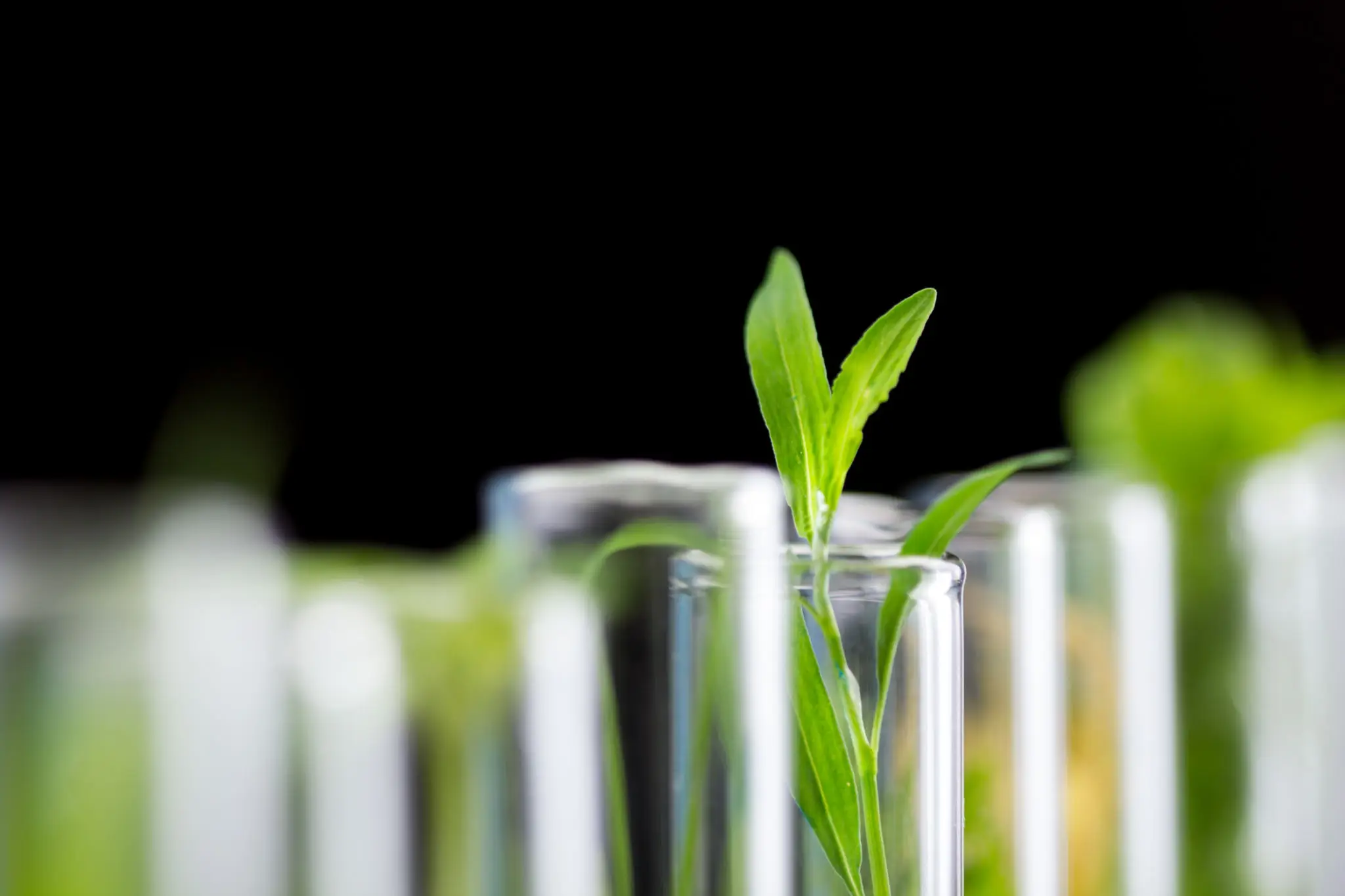 Leafy plant in scientific experiment